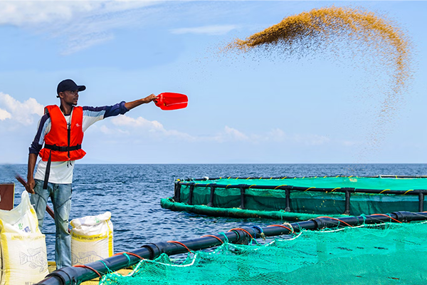 Automated Aquaculture: Computer Vision/IoT-Enabled Fish Feeding