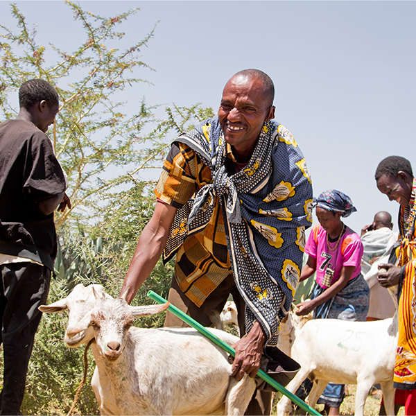 Man with goats